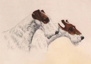 WIRE FOX TERRIER CHARMING DOG GREETINGS NOTE CARD LOVELY HEAD STUDY TWO DOGS - Picture 1 of 1