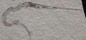 Belonostomus 27 - Nice Juvenile Natural Needlefish  - Cretaceous Fossils Lebanon - Picture 1 of 3