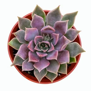 Echeveria 'Mensa' Succulent Plant Rooted in 4'' Planter perfect for indoor Decor - Picture 1 of 2