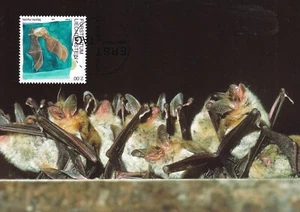 LIECHENTSTEIN 2005 TWO FIRST DAY COVERS, BATS ON MAXI CARDS - Picture 1 of 2