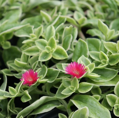 1 Live Variegated Mezoo Trailing Red Plant - Baby Sun Rose Plug - Image 1 of 4