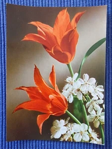 Old Postcard Ak Art Map Red Tulips Obstblüten 50er Years - Picture 1 of 2