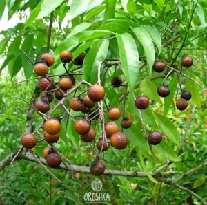 Soapnut Seeds 5 PCS - Organic Wild Harvested Sapindus Mukorossi - Picture 1 of 8