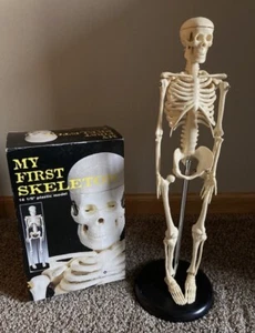 My First Skeleton 16 1/2" Plastic Model Anatomical Chart Co. Lippincott W & W - Picture 1 of 7