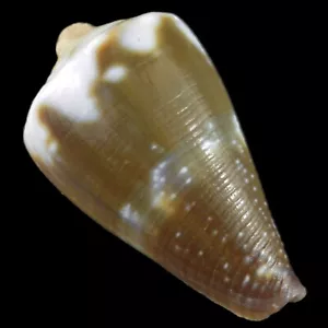 Conus Rattus (Palawan, Philippinen) 28,3 mm #45483 - Bild 1 von 4