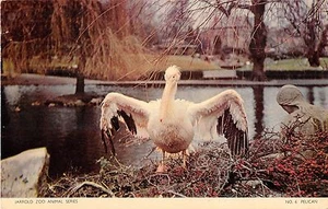 POSTCARD ANIMALS BIRDS PELICAN - Picture 1 of 1