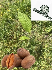 2 Organic Pecan Trees | 6-12 Tall Seedlings potted plant | Naturally sprouted - Picture 1 of 9