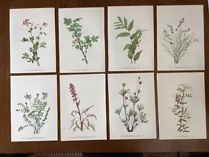 Vintage MCM 1953 Mary Walcott Botanical Flower Prints lot of 8 Farmhouse - Picture 1 of 23