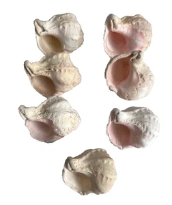 Lot of 7 White Conch Seashells - some with pink - 2" up to 3" - Picture 1 of 1