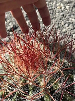 Ferocactus Stainesi Pilosus Cactus Natale  ( Mexico ) Spine Arancione Vaso 18 Cm - Imagen 1 de 4