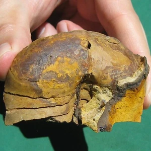 Rarity Fossil Cephalopod Cyrtoceras sicasicaense Positive & Negative Bolivia - Picture 1 of 15