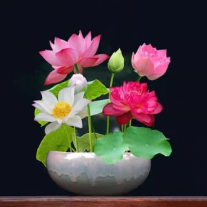 15pcs Mixed Color Water Lily Se-ed Bonsai Lotus Flower Se-ed Indoor Outdoor Pond - Picture 1 of 25