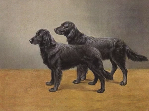FLACH BESCHICHTETER RETRIEVER BEZAUBERNDER HUND GRUSS NOTIZKARTE ZWEI STEHENDE HUNDE - Bild 1 von 1