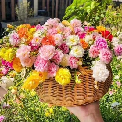 1000+ Semillas MEZCLA MUSGO ROSA PORTULACA GRANDIFLORA MEZCLA -Compra 2Obtén 1 Gratis (añadir 2encart) Foto 1 de 3