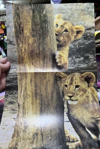 4 Vintage Troll Books Wall POSTERS | Horse | Koala Bear | Lion cubs - Picture 1 of 7