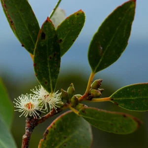 7 Samen Eukalyptus Subcrenulata, Gum-Baum Gelb - Bild 1 von 2