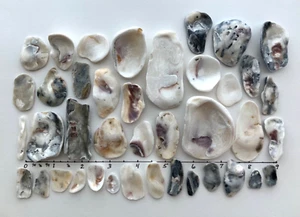 40 Natural Oyster Clam Shell pearlescent frag beach seashell jewelry craft #G US - Picture 1 of 11