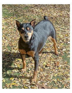 "Foto miniatura de perro pinscher 8x10 encendida 8,5"" x 11" - Imagen 1 de 1