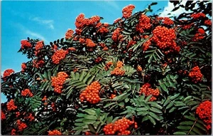 Postcard Alaska Mountain Ash Tree with Berries - Imagen 1 de 2