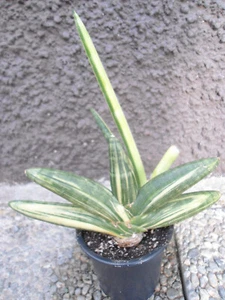Sansevieria boncel variegata - hoch variegierte Mutterpflanze mit Ausläufer - Bild 1 von 16