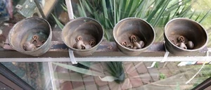 Vintage Brass Door Bells, 4 on bar, 3 Clackers Each - Imagen 1 de 4