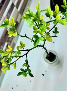 Cold-Hardy Trifoliate Citrus Tree (6” Live Plant) – Resilient & Ready to Thrive - Picture 1 of 8