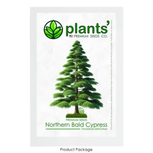 Northern Bald Cypress Tree | Premium Seeds | Taxodium distichum Summer | Plants' - Picture 1 of 15