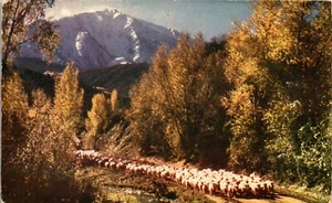 Vintage Colorado CO Postkarte Schafe zu Fuß auf dem Weg Mount Sopris Carbondale - Bild 1 von 3