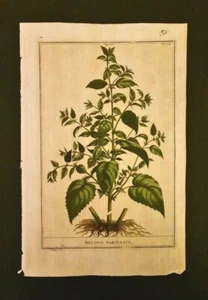 Munting antiker Blumendruck Botanische Gravur, 17. Jahrhundert, Original - Bild 1 von 1