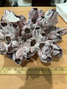 Barnacle Cluster Naturfossil - Bild 1 von 7