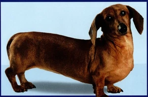 Funny Long Distance Friend Friendship Dachshund Weiner Greeting Card - Picture 1 of 3