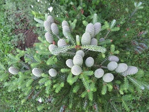 Abies Koreana Hortsmann's Silberlocke Silver Korean Fir 25 Seeds - Picture 1 of 14