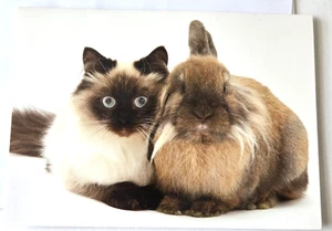 Vintage Greeting Card Blank Cute Fluffy Bunny Rabbit and Siamese Cat Kitten - Bild 1 von 2