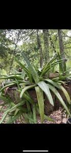 Aloe Vera Plant - Picture 1 of 4