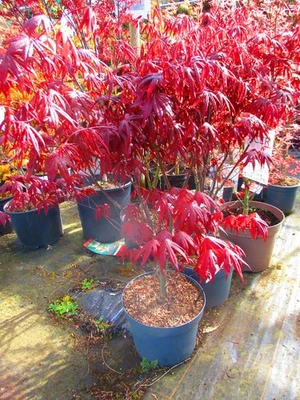 3ft  (inc. pot) 7litre JAPANESE MAPLE Acer palmatum Bloodgood - Image 1 of 4