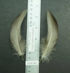 One Pair ~5" Farm Raised Extra Select Bronze Mallard Flanks Lot-SF 484 - Picture 1 of 2