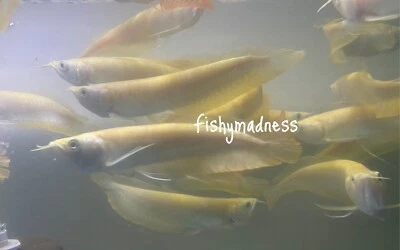 PECES TROPICALES VIVOS - Arowana plateado albino amarillento 7-7,5 pulgadas Foto 1 de 2