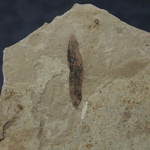 Planta fósil de vegetación Colorado EE. UU. Eoceno - Imagen 1 de 4