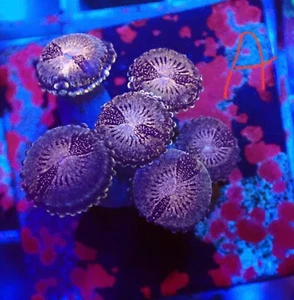 WYSIWYG Zoas Marine Coral Soft Corals Reef - Picture 1 of 1