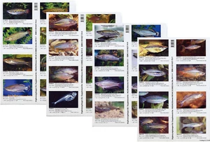 Package of ALL Supplements for AQUALOG ALL RAINBOWS (Peel-back Stickers) - Bild 1 von 1