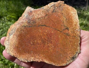 DIG-N-UTAH: 1.13 LBS GEM DINOSAUR BONE DINO FOSSIL CAB SLAB #L 456 - Picture 1 of 3