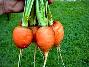 300+ Parisian Carrot Seeds/NON-GMO/Heirloom/Summer/Garden Planting/Free Shipping - Picture 1 of 2
