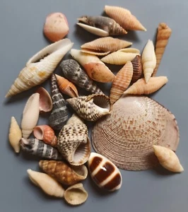 30 pcs assorted seashells 10-40 mm Gem/F++ (2) - Picture 1 of 3