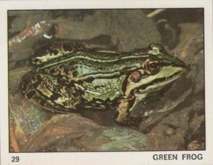 Top Sellers Card - Animals of The World - Card No 29 - Green Frog - Picture 1 of 2