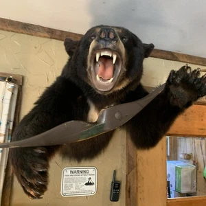 Vintage 1960's RH Bear Archery "GRIZZLY" Recurve Bow, Grn & Gry Riser 50# - Picture 1 of 17