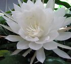 Epiphyllum Oxypetalum ( Queen Of The Night), One cutting.Very Rare
