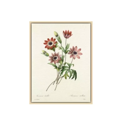 Royal Horticultural Society Anémone étoilée Natural Ash Framed Canvas 40 x 50cm - Image 1 of 4