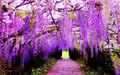 Real Wisteria Climbing Flower - Creeping Garden Plant - Viable Seeds - UK Seller - Image 1 of 4