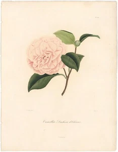 Berlese Iconographie Género Camelia 1839 grabado antiguo 212 Duchesse d'Orlean - Imagen 1 de 2