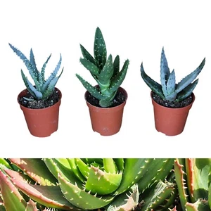 Aloe Vera Plant Mix - 3 Plants in 5.5cm Pots - Home & Office Live Indoor Plants - Picture 1 of 6